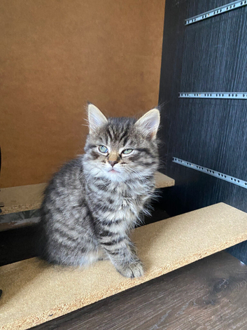 Tabby Kittens For Sale in Medway Ready For New Homes