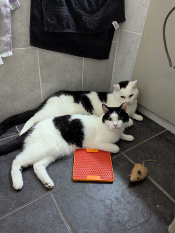 Two 9 Year Old Cats