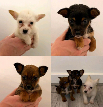 Chihuahua Puppies