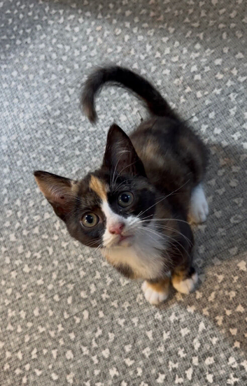 1 female tortoiseshell kitten