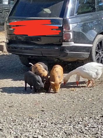 Kune Kune x Juliana piglets