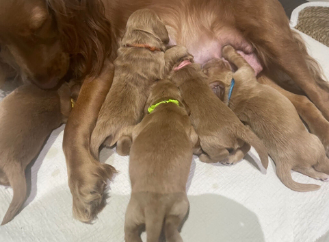 Beautiful cocker spaniel puppies