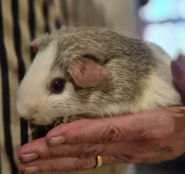 5  cute baby boy guinea pigs