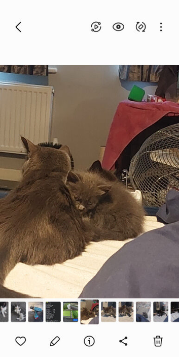Kittens for sale