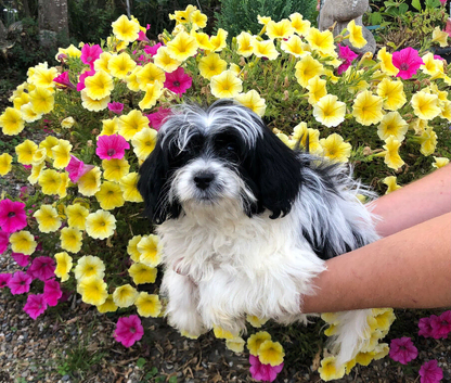 Papillon/ toy poodle puppies