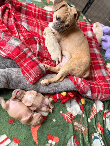 Boxer cross frenchie puppies