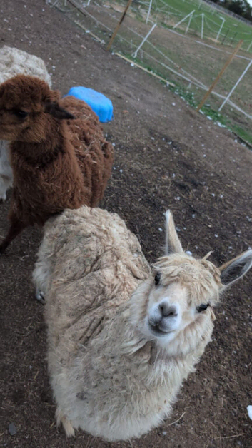 3 alpacas