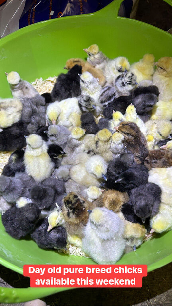Pure breed day old chicks
