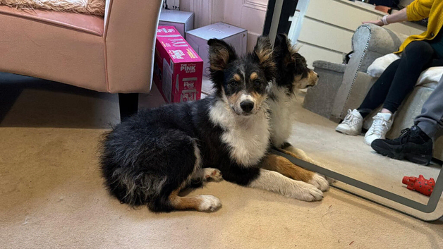 Trained Border collie puppy
