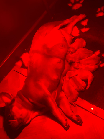 Frenchie puppies
