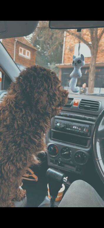Cockapoo for sell