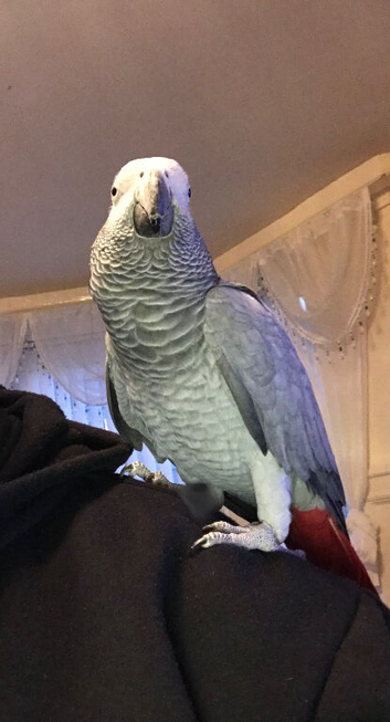 Supertame African grey brilliant talker