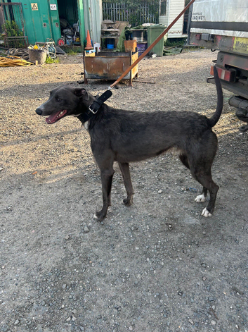 Deer bull grey , 14 months old , working or pet