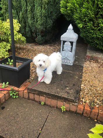 Beautiful Bichon Boy puppy
