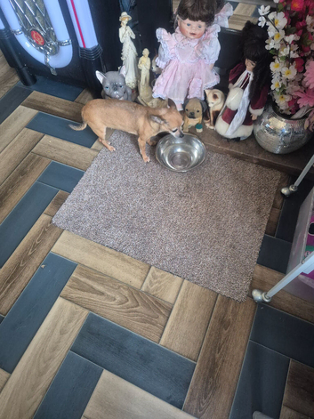 Grey frechie for sale