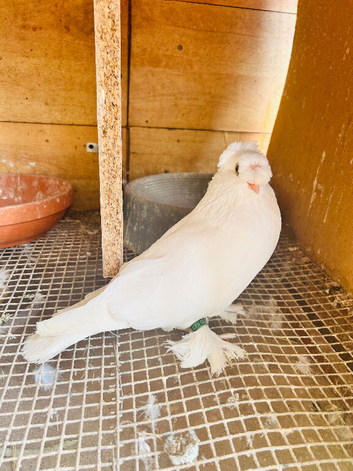 JDB pigeon