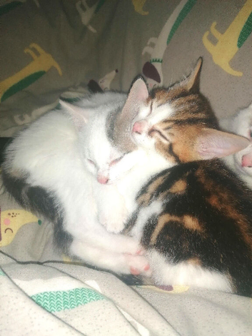 Looking for future homes for 2 kittens