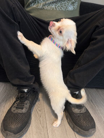 Affectionate female chihuahua puppy