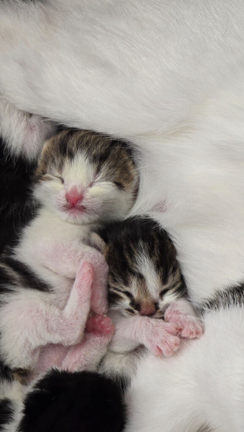 One black white and 2tabby