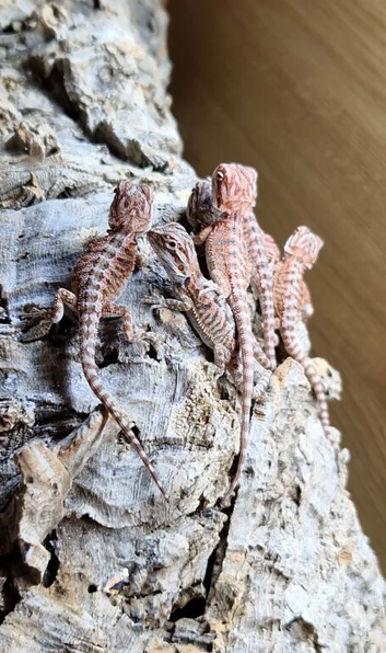 Bearded dragon baby's for sale