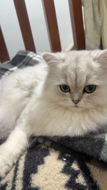 Cat sale
