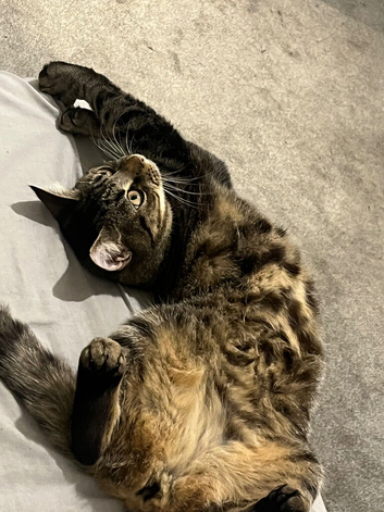 1 year old Tabby cat for rehoming