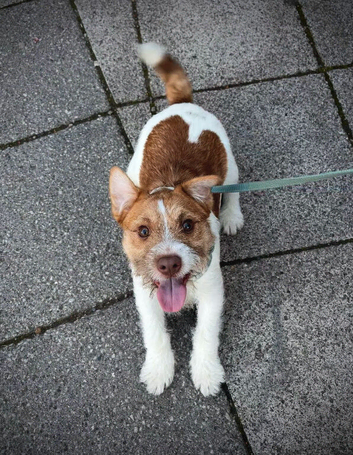 Puppy for sale