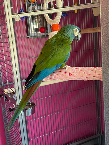 Lost illliger macaw