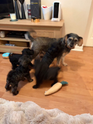 Beautiful Schoodles Pups