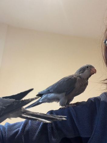 Mauve Quaker babies very tamed