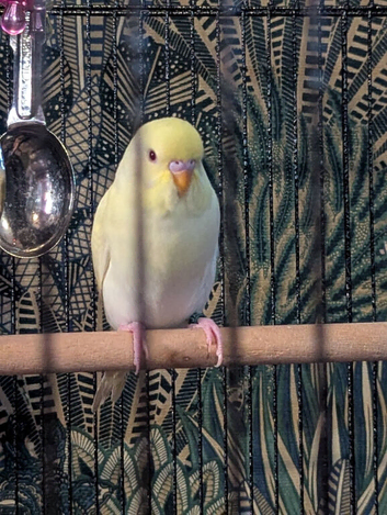 Young budgies two left