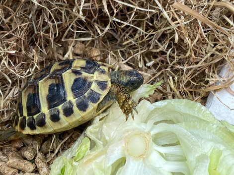 Hermann&rsquo;s Tortoises 2025 Captive Bred