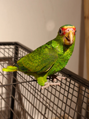 Baby White-Fronted Amazon Hand Reared