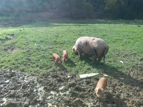 Pedigree Oxford Sandy and Black Weaners