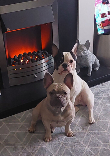 French bulldogs