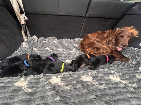 Spaniel cross pups