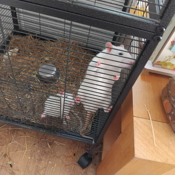 4 pet rats