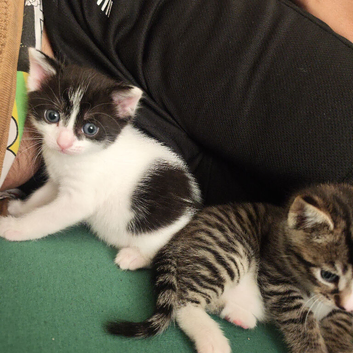 Beautiful kittens