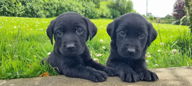 Pedigree Labrador pups - all black - Parents KC Reg