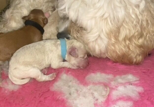 Cavapoochons fully health tested parents