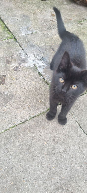 Mocco needs a forever home