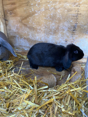 Mini lops