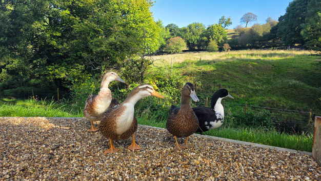 2 hand reared Drakes