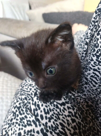 Kittens ready now