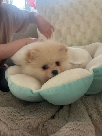 8 month old Pomeranian