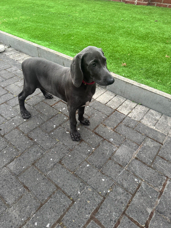 Gorgeous Weimaraner - Female