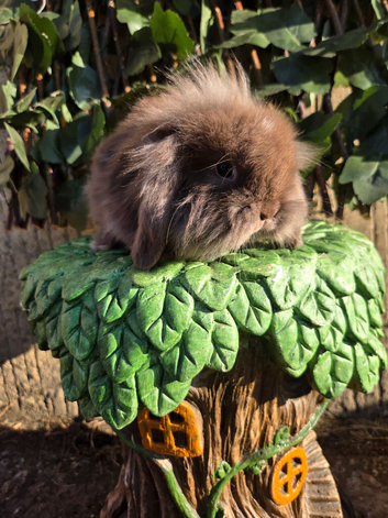 Pure mini lion lop babies