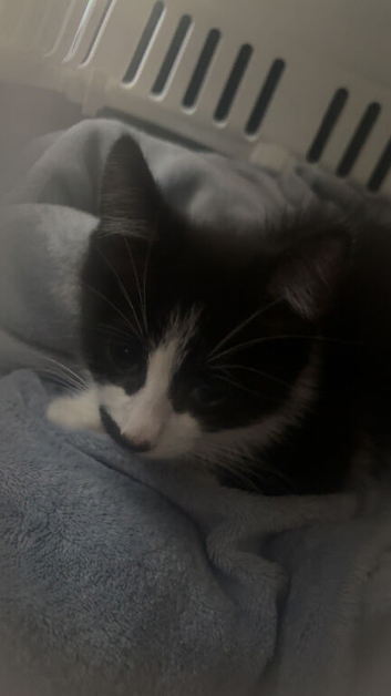 british short hair kitten