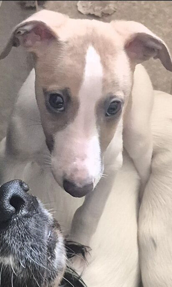 Fawn and white whippet bitch