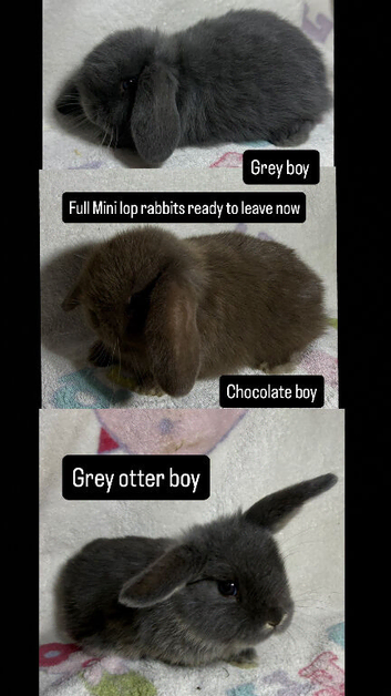 Boy Mini lop rabbits looking for a new home